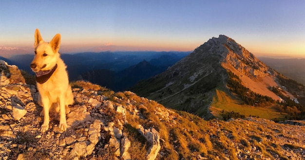 Vista de un perro en la montaña contra el cielo