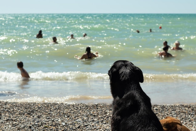 Vista de perro negro desde atrás mirando el mar y descansando nadando en el agua