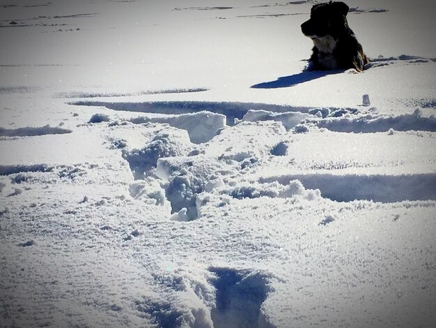 Foto vista del perro en la nieve