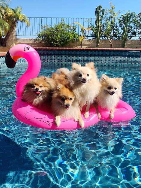 Foto vista del perro en la piscina