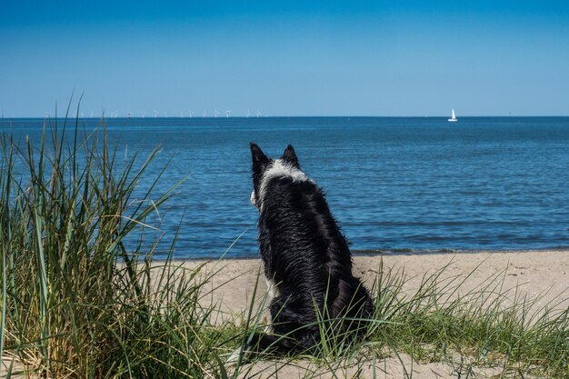 Vista de un perro en la playa contra el cielo