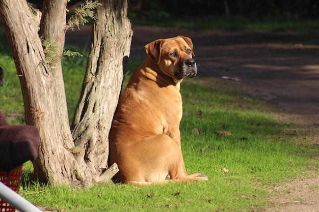 Foto vista de un perro sentado en el campo