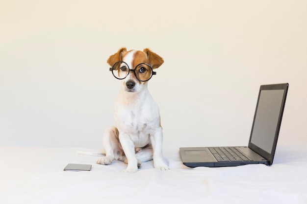 Vista de un perro sentado contra un fondo blanco