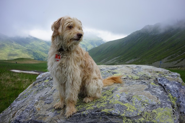 Vista de un perro sobre una roca