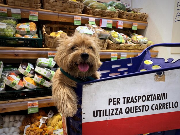 Foto vista de un perro en la tienda