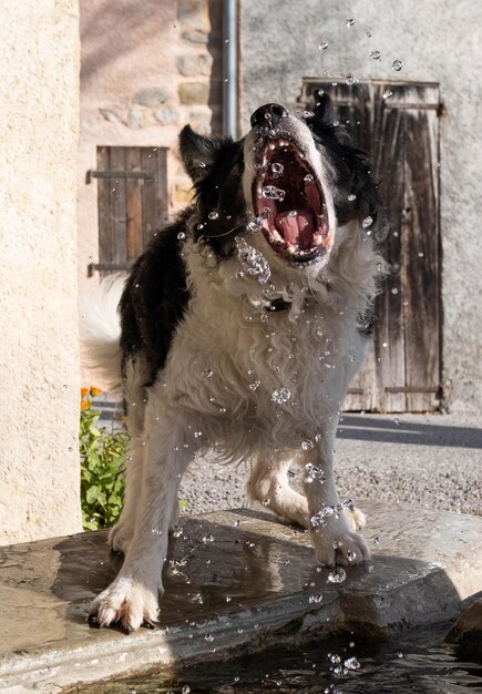 Foto vista de un perro