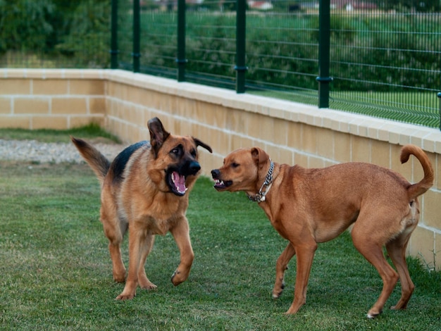 Foto vista de un perro