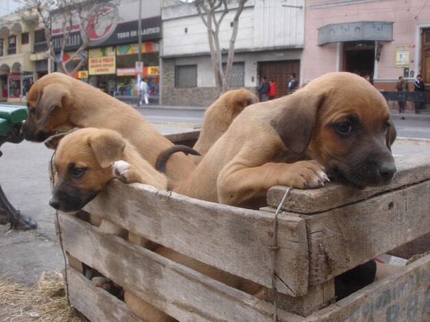 Foto vista de perros en una canasta de madera