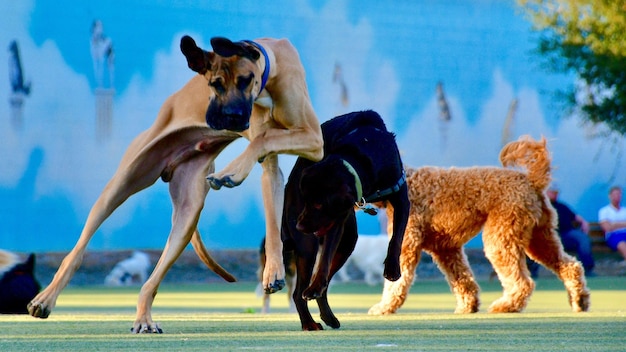 Foto vista de perros corriendo por la calle