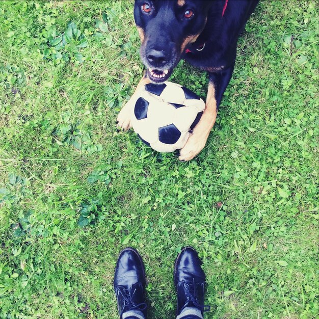 Foto vista de perros jugando