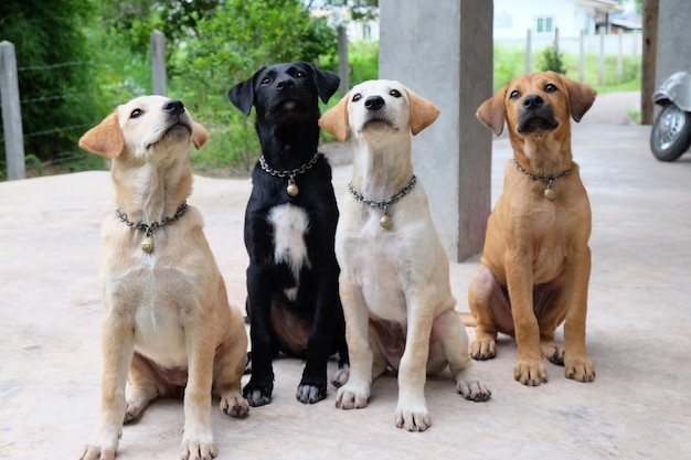 Vista de los perros mirando hacia arriba