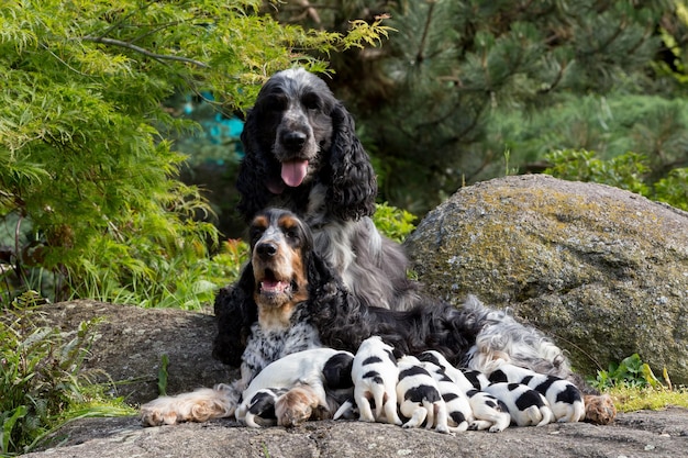 Foto vista de perros en la roca contra los árboles