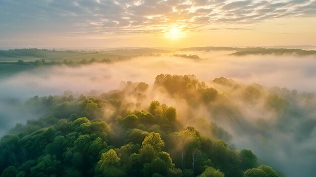 Vista desde una perspectiva de ojo de pájaro en el bosque envuelto en la niebla matinal durante el amanecer