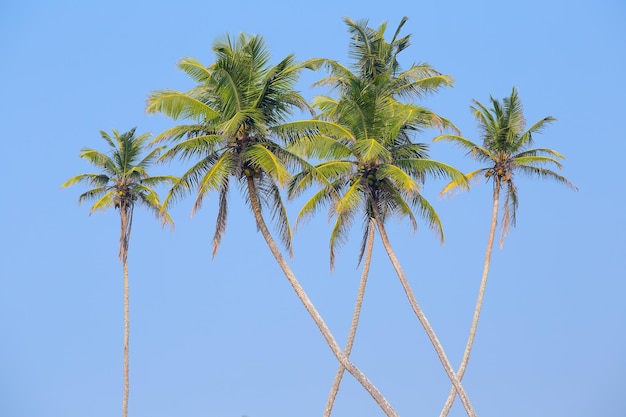 Vista en perspectiva de la palmera de cocos desde el piso alto en Sri Lanka