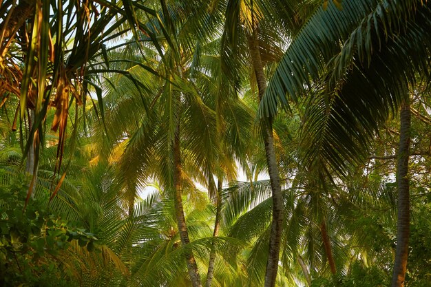 Vista en perspectiva de palmeras de coco en una isla tropical exótica