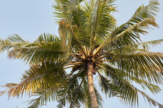 Vista en perspectiva de palmeras de coco en una isla tropical exótica