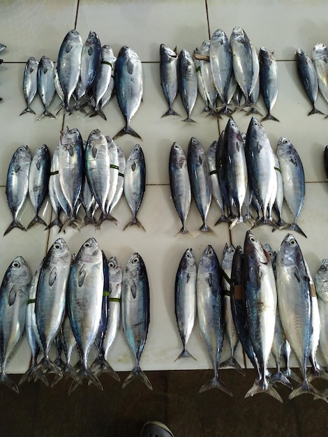 Foto vista del pescado para la venta en el mercado