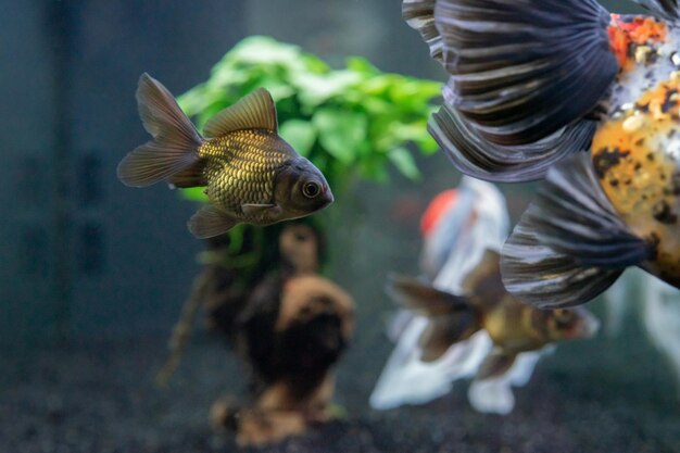 Vista del pez pez dorado nadando en el tanque