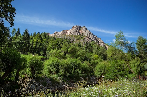 Vista del pico de la montaña debajo del bosque y campo de flores.