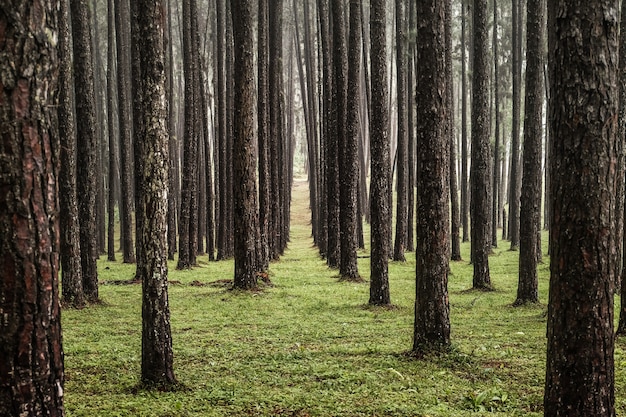 Vista de pinos en el bosque de coníferas.