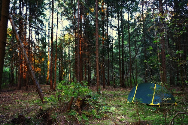 Vista de los pinos en el bosque