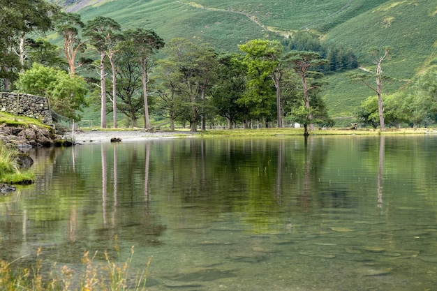 Vista de los pinos en Buttermere