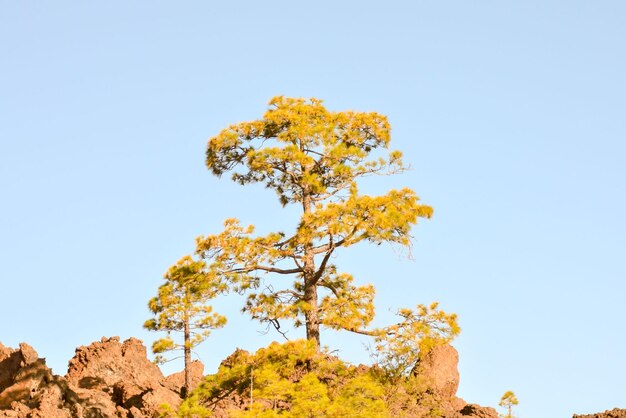 Foto vista de los pinos