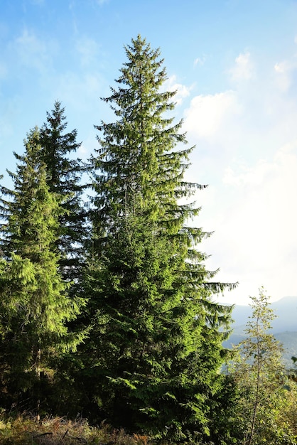 Vista pintoresca del bosque con hermosos árboles de coníferas en un día soleado