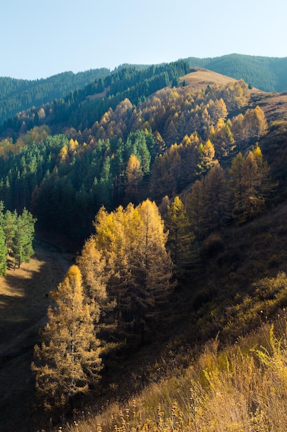 Vista pintoresca de la ladera de la montaña cubierta de árboles coloridos en el día de otoño