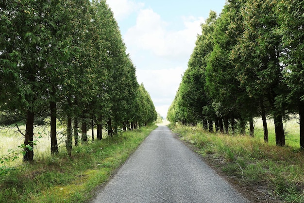 Vista pitoresca da estrada asfaltada perto de árvores na zona rural