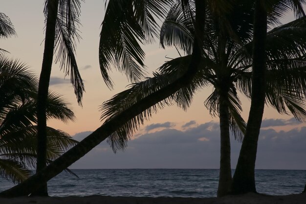 Foto vista pitoresca do mar e das palmeiras tropicais sob o céu iluminado pelo pôr-do-sol