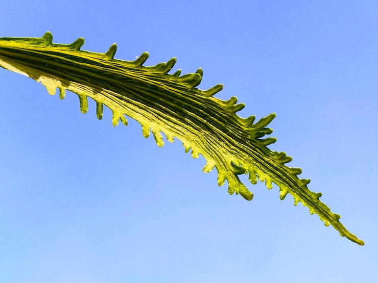 Foto vista de la planta desde un ángulo bajo contra un cielo azul claro