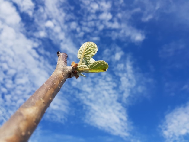 Foto vista de la planta desde un ángulo bajo contra el cielo azul