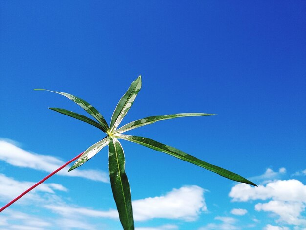 Foto vista de la planta desde un ángulo bajo contra el cielo azul