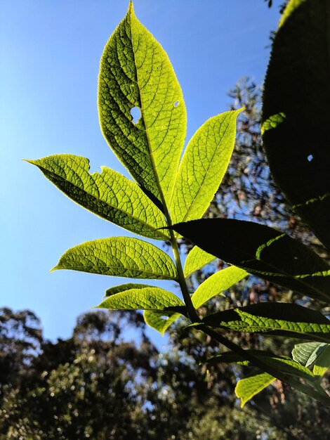 Foto vista de la planta desde un ángulo bajo contra un cielo despejado