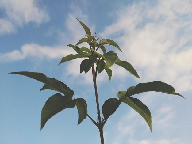 Foto vista de la planta en ángulo bajo contra el cielo