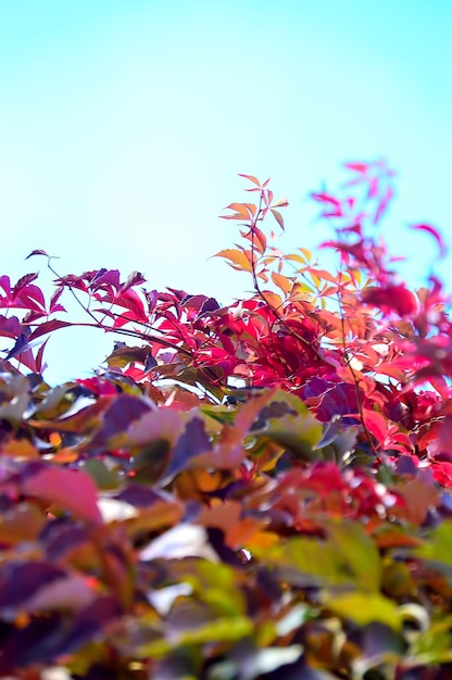 Vista de la planta en bajo ángulo durante el otoño contra un cielo despejado