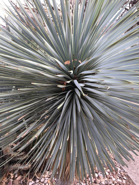 Foto vista de la planta en el campo desde un ángulo alto