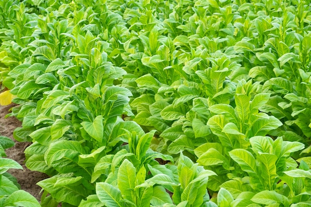 Vista de la planta de tabaco verde en el campo en Chiang Rai, Tailandia. Plantaciones de tabaco en Asia.