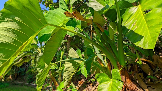 vista de la planta de taro verde Colocasia esculenta