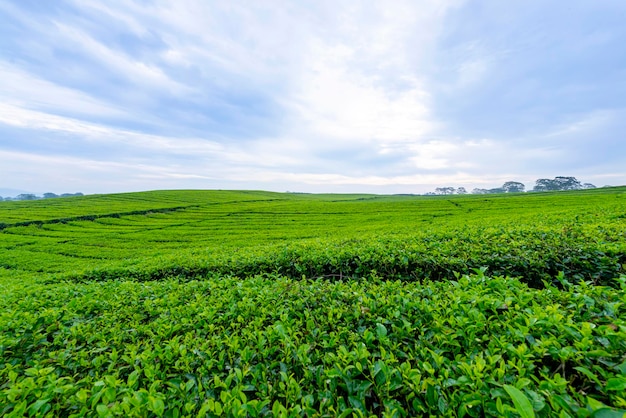 Vista de las plantaciones de té con fondo de cielo azul