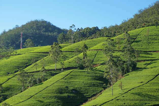 Vista de las plantaciones de té en las montañas.