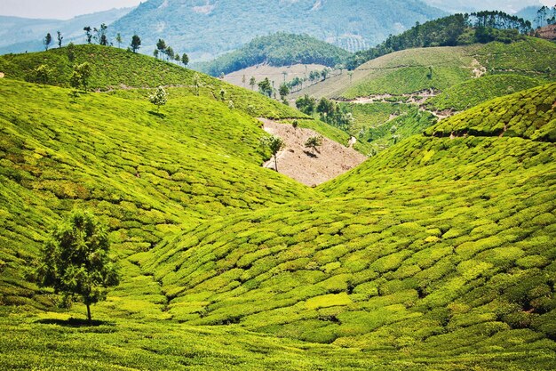 Una vista de las plantaciones de té en munnar, kerala