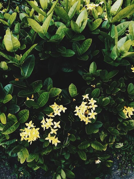 Foto vista de las plantas en ángulo alto