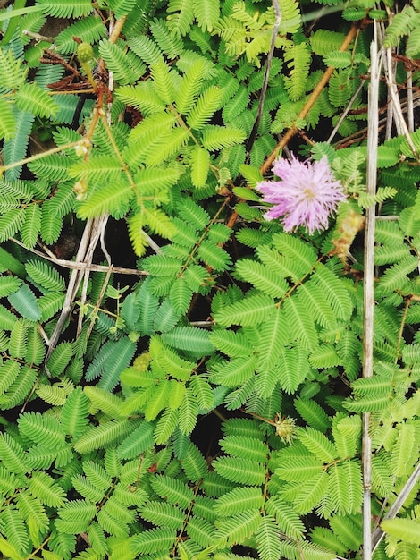 Foto vista de las plantas en ángulo alto