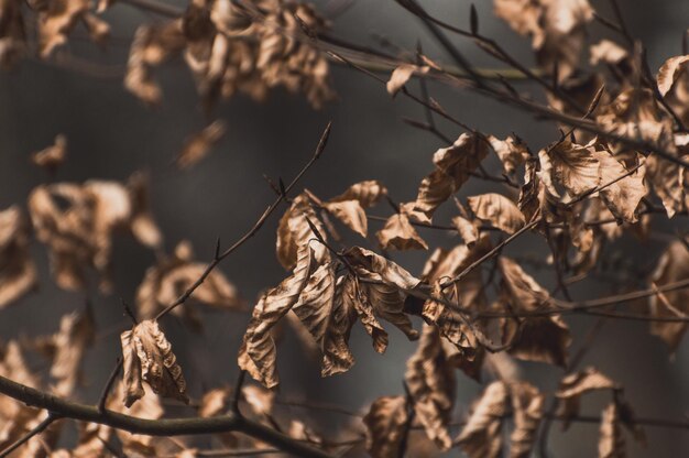 Foto vista de las plantas en bajo ángulo durante el otoño