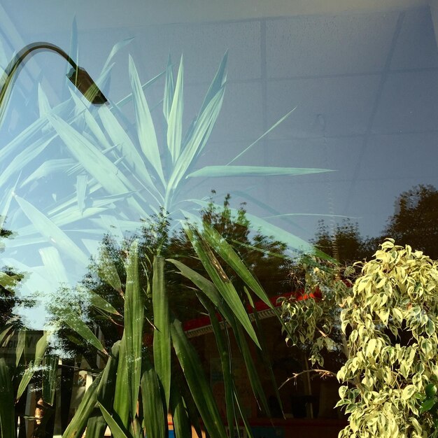 Foto vista de las plantas desde un ángulo bajo