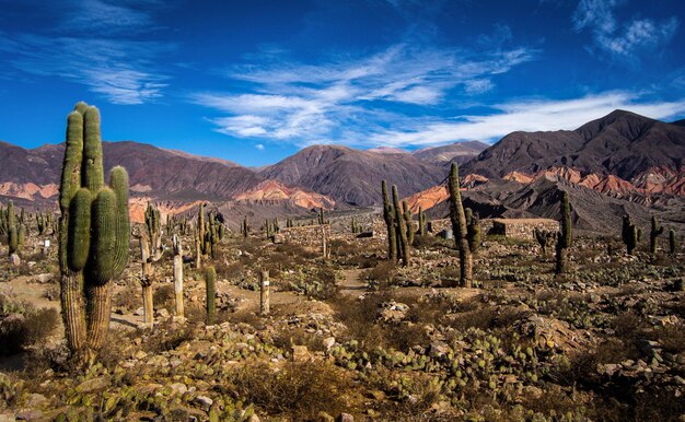 Vista de las plantas de cactus en el paisaje