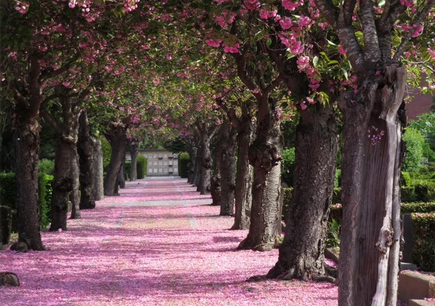 Foto vista de las plantas con flores en el cementerio