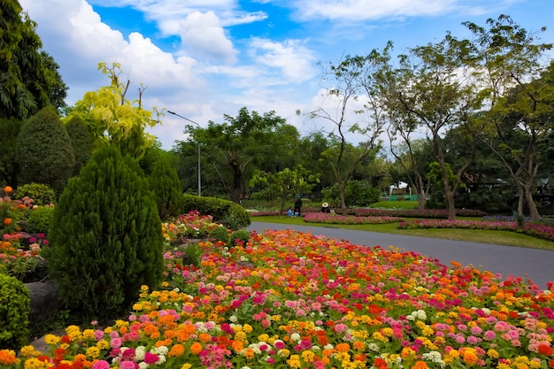 Foto vista de las plantas con flores en el parque